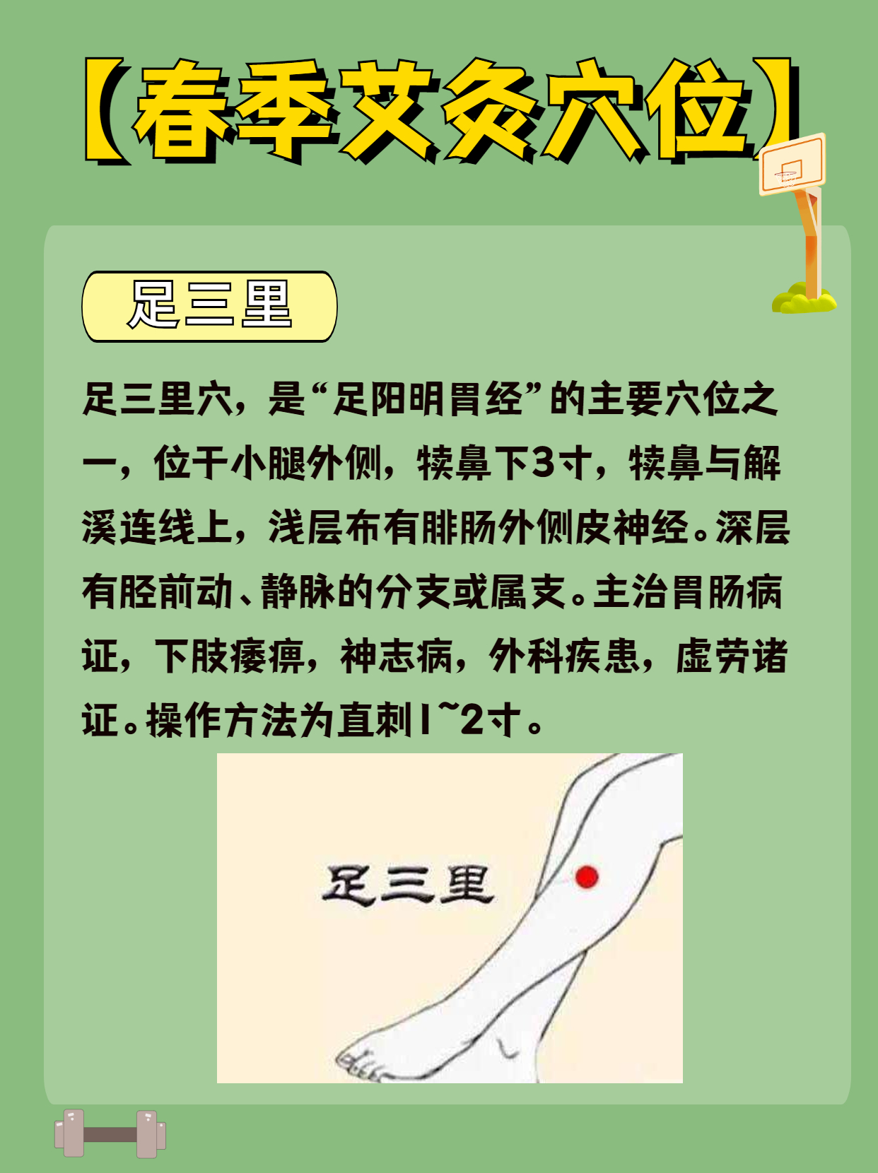 春季艾灸學(xué)位足三里.png